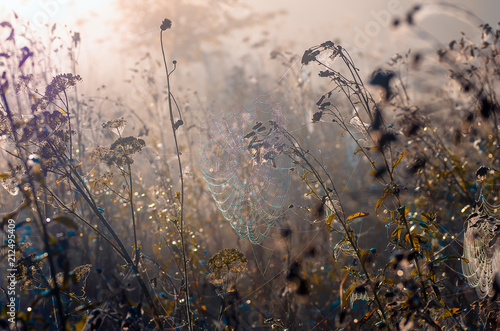cobwebs on dry grass at foggy autumn morning