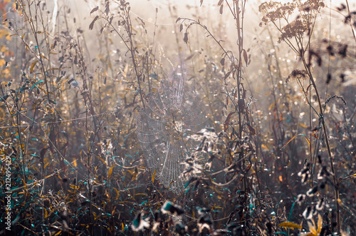 Wallpaper Mural cobwebs on dry grass at foggy autumn morning Torontodigital.ca