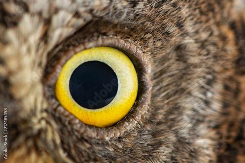 Owl eye close-up, macro photo, eye of the European scops owl (Otus scops)