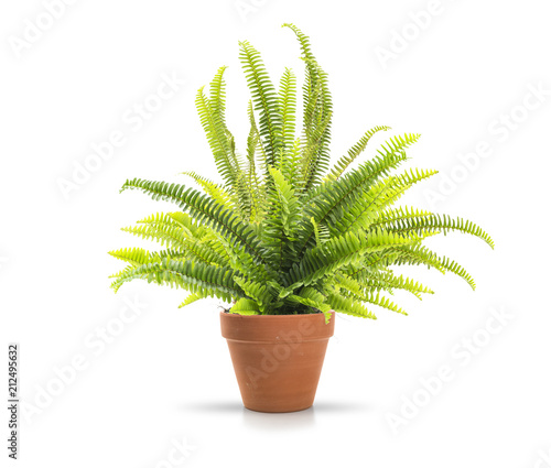 Fern in a clay pot on white background, including clipping path