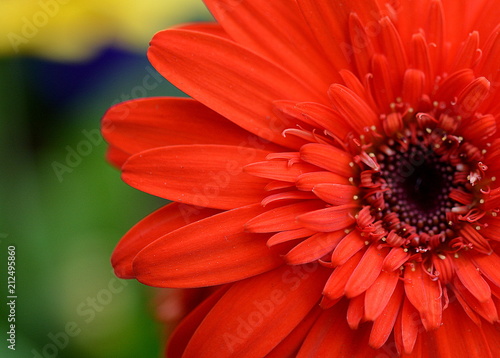 Gorgeous vibrant close up of a red gerbera daisy in the garden.