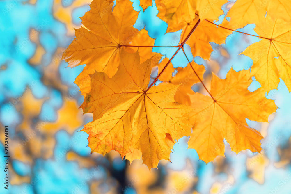 Obraz premium Colorful autumn leaves, autumn natural background