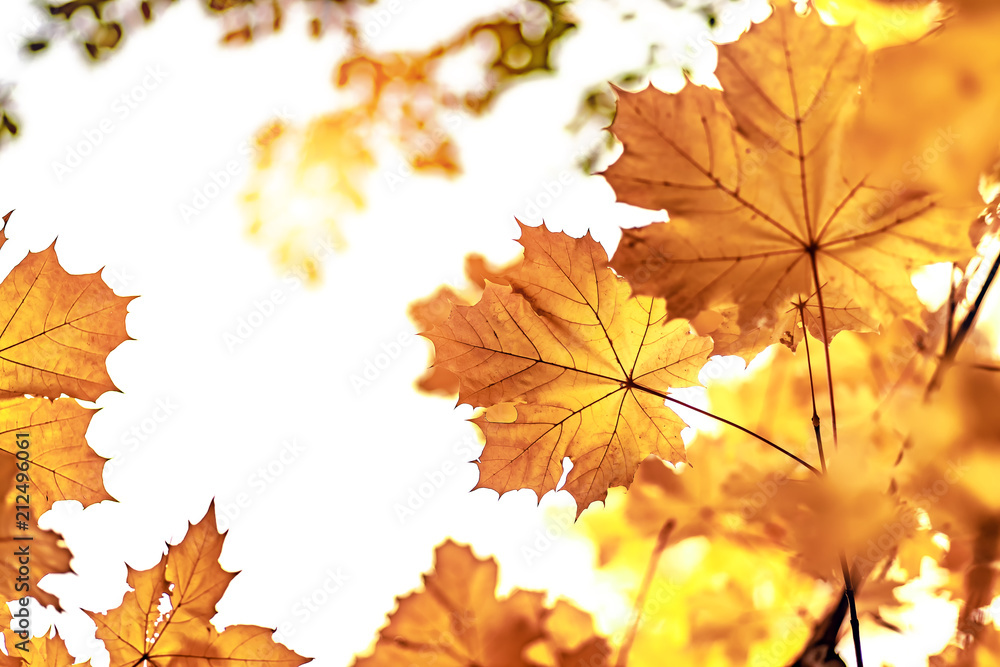 Yellow maple leaves closeup, autumn background Yellow maple leaves closeup, autumn background