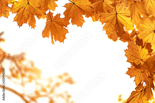 Yellow maple leaves closeup  autumn background