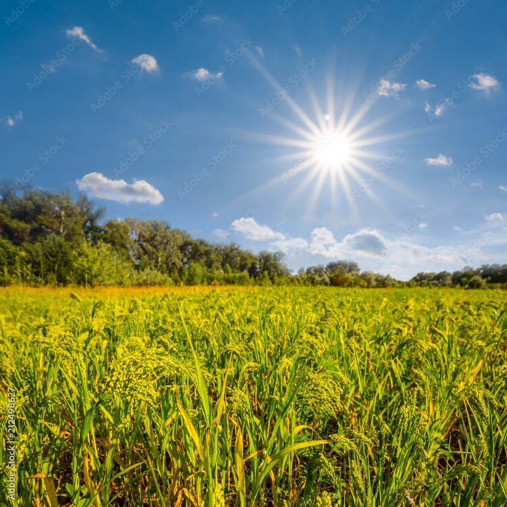 Obraz premium beautiful summer field, forest glade under a sparkle sun