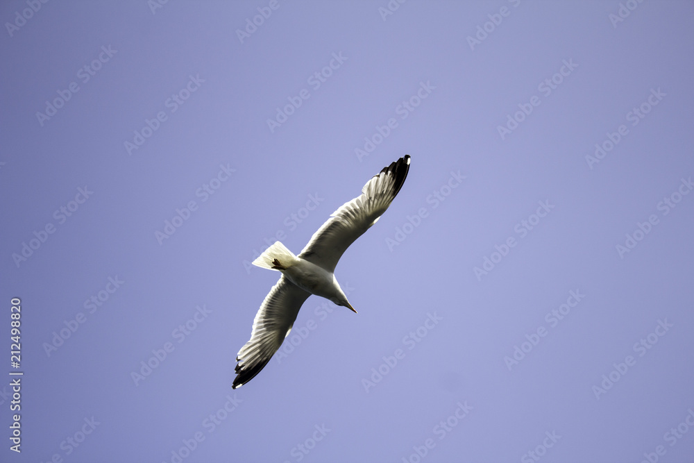 Obraz premium Seagull flying sky