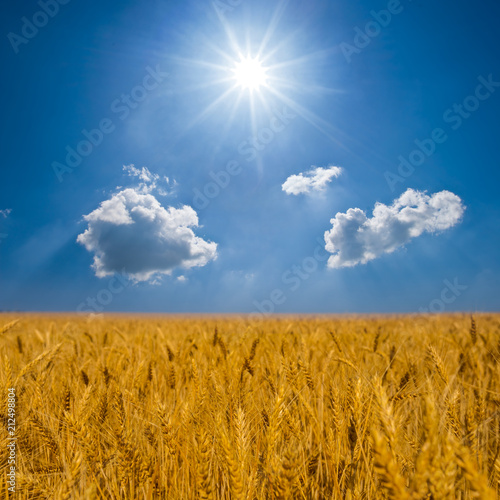 golden summer wheat field under a sparkle sun