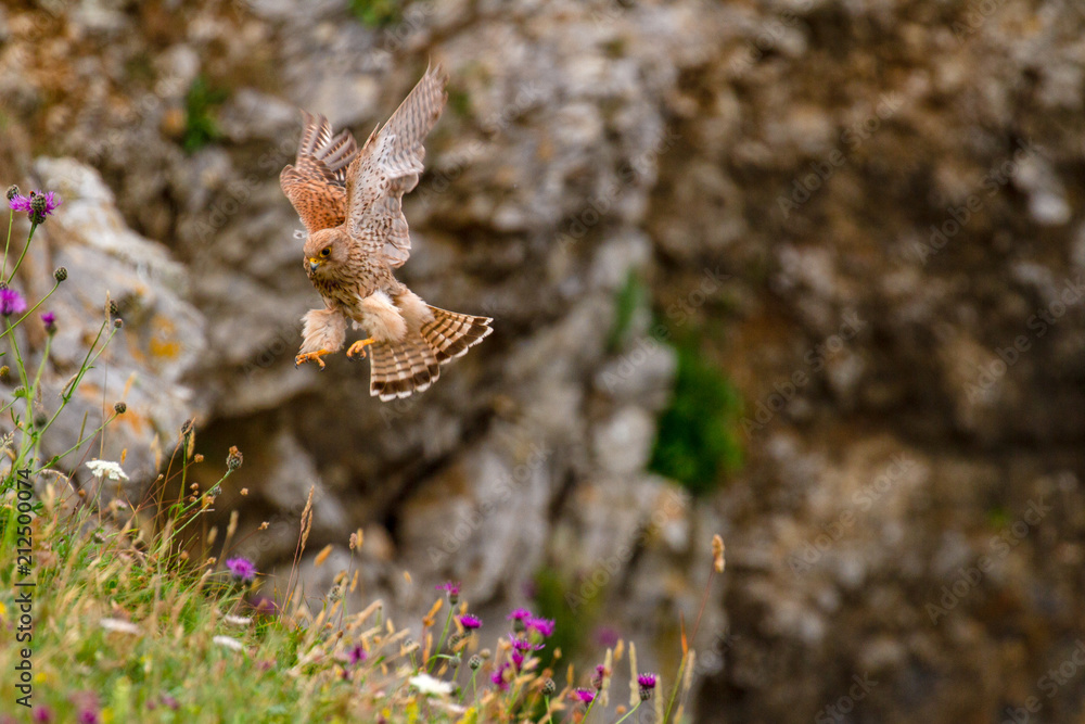 Eurasian Kestrel (Falco tinnunculus) on Pembrokeshire Cliff Eurasian Kestrel (Falco tinnunculus) on Pembrokeshire Cliff