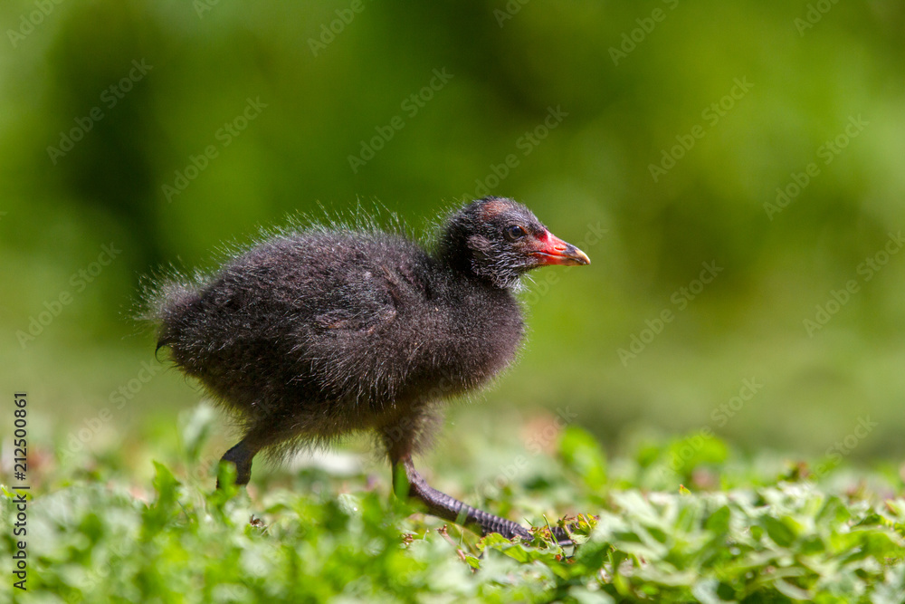 Obraz premium Juvenile Moorhen (Gallinula chloropus) in summer sunshine