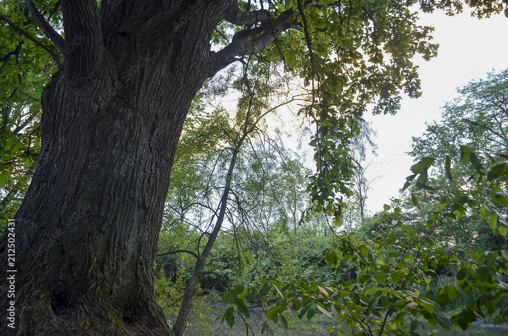 Fototapeta premium Tree by the River-bend 