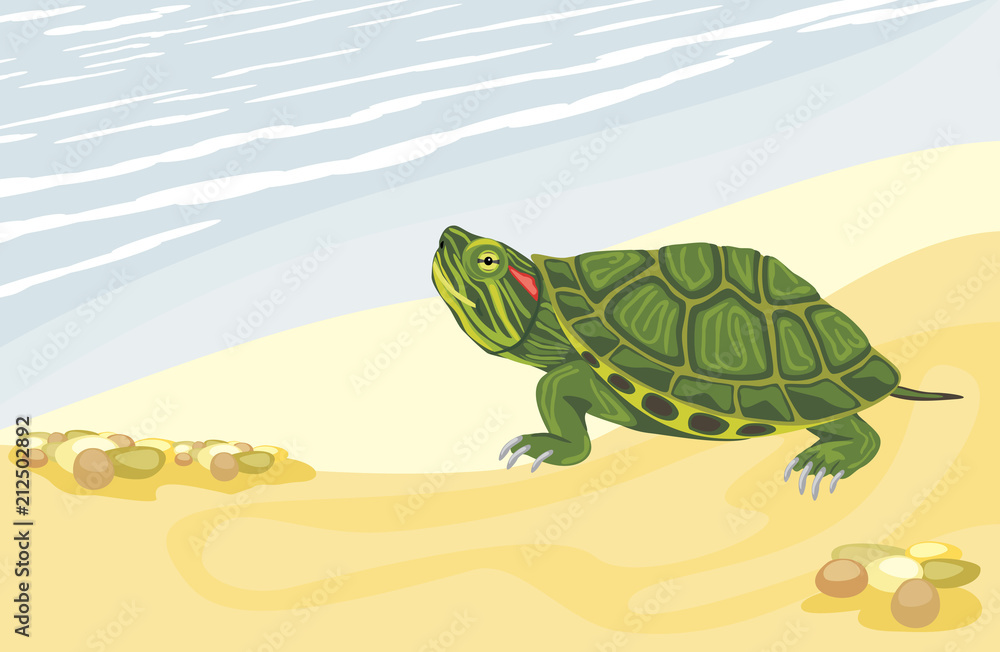 Fototapeta premium Żółw na piaszczystym brzegu