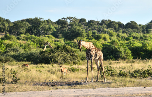 Giraffe