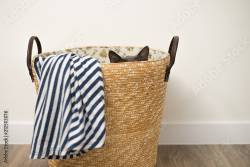 Fototapeta Naklejka Na Ścianę i Meble -  Funny kitty hiding in laundry basket