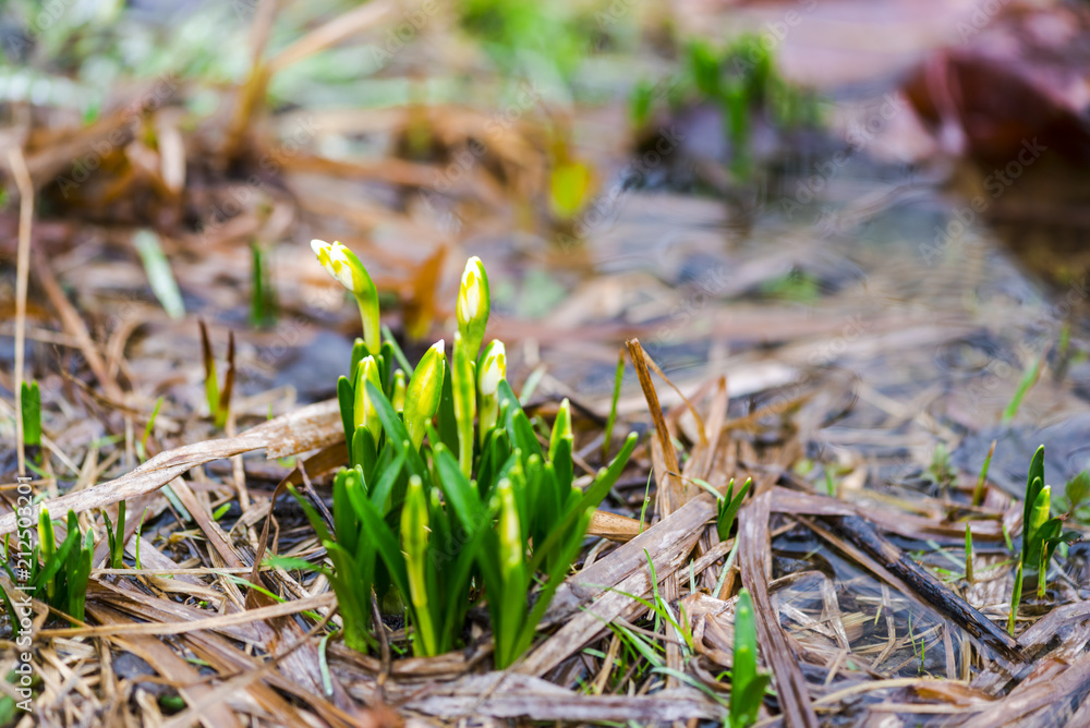 Fototapeta premium Wild snowdrops in the florest