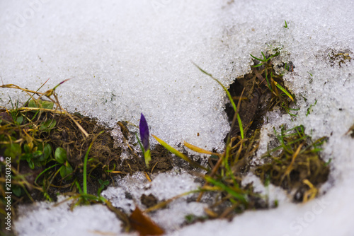 Wild snowdrops in the florest