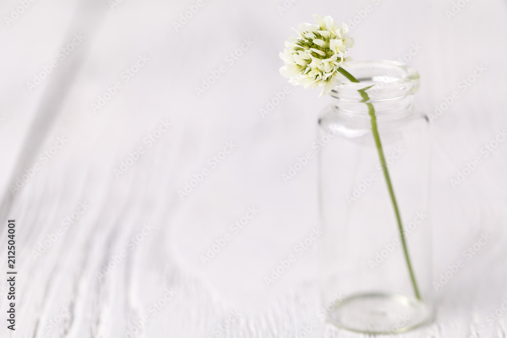 Fototapeta premium Composition with clover in glass. melancholic still life with white clover. soft focus