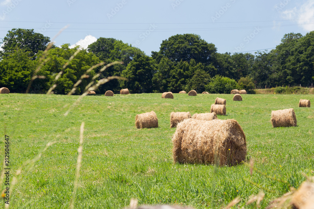 Round bales of hay harvested in a field, on a sunny day.