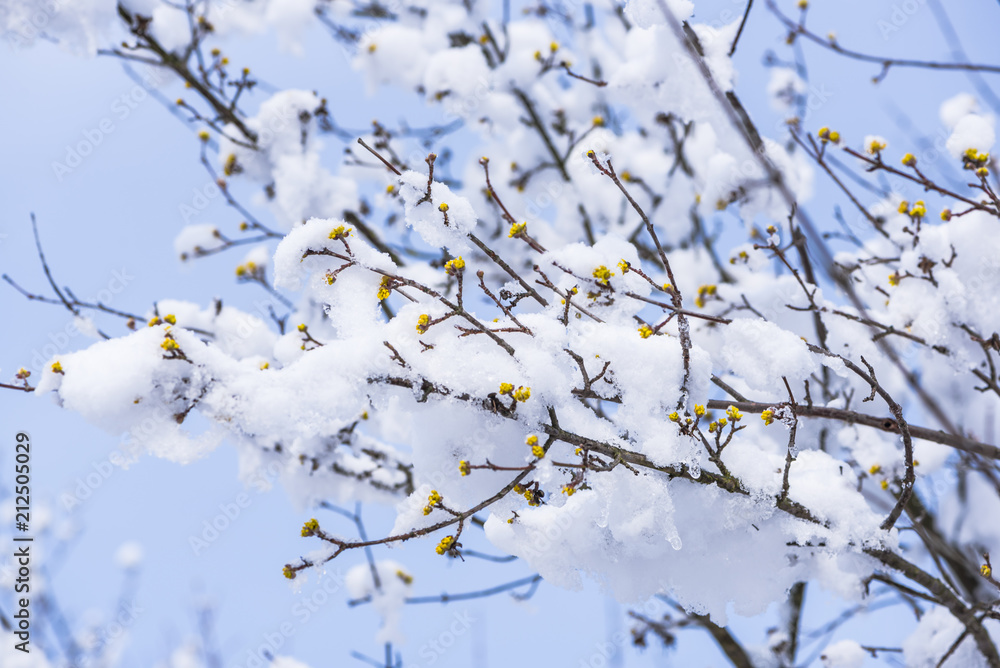 Flowers in the winter