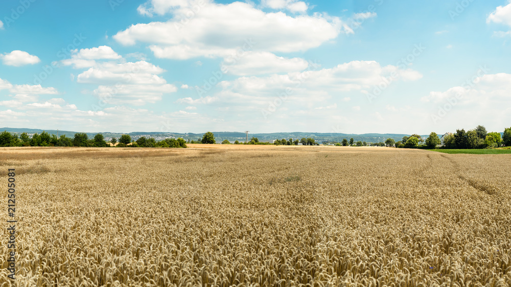 The panorama of golden wheat field  by summertime on background blue sky with clouds and trees.