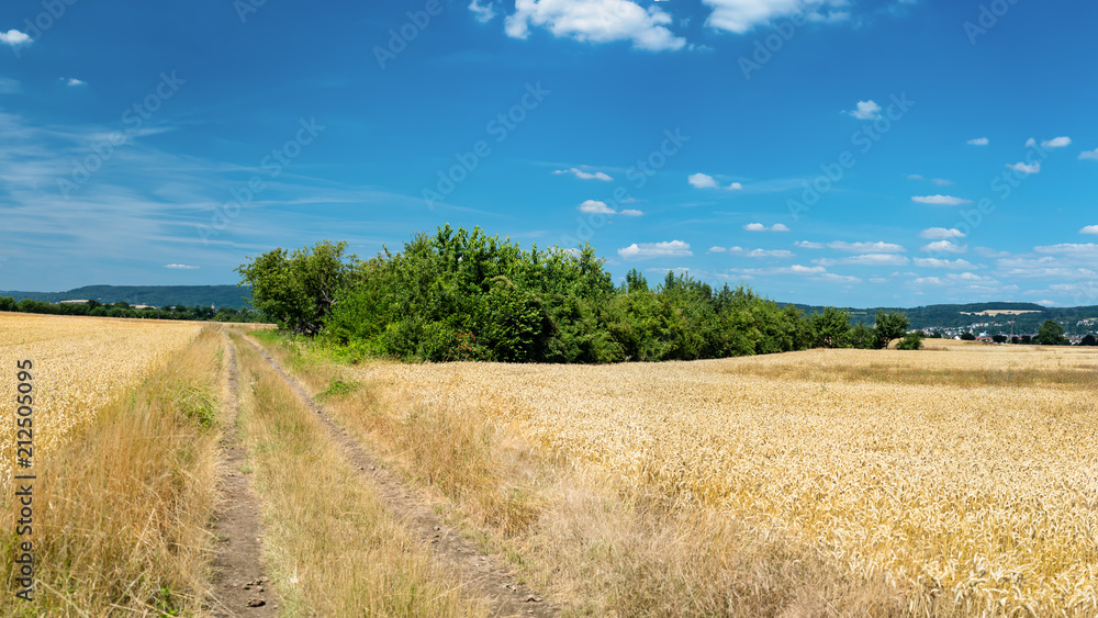 Plakat The panorama of golden wheat field by summertime on background blue sky with clouds and trees.