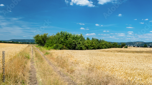 The panorama of golden wheat field by summertime on background blue sky with clouds and trees.