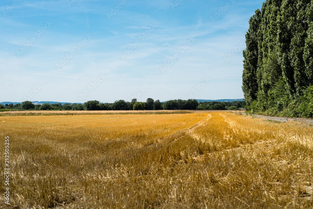 Landscape of golden stubble field  by summertime on background blue sky with clouds and trees.