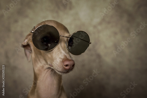 Portrait of little italian greyhound dog photo