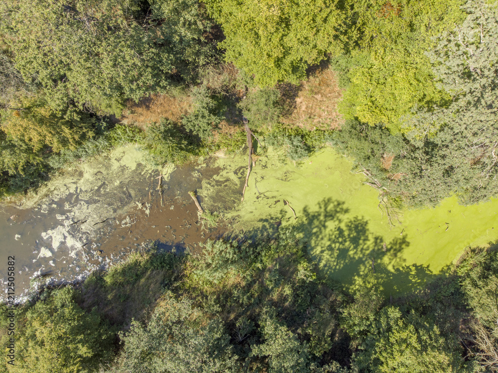 Fototapeta premium River with algae and duckweed inside forest.