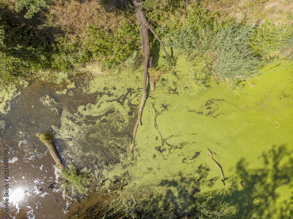 River with algae and duckweed inside forest.