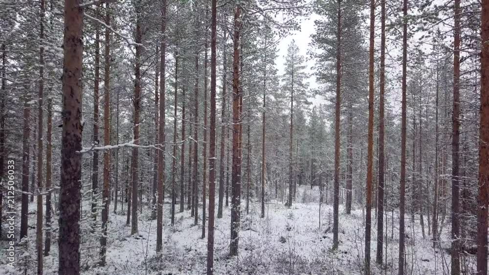 Drone shot flying backwards through winter pine tree forest. Snowy nature motion background, northern Sweden landscape Drone shot flying backwards through winter pine tree forest. Snowy nature motion background, northern Sweden landscape