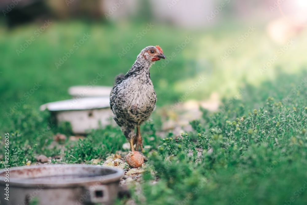 black chicken on a green lawn on a farm. black chicken on a green lawn on a farm.