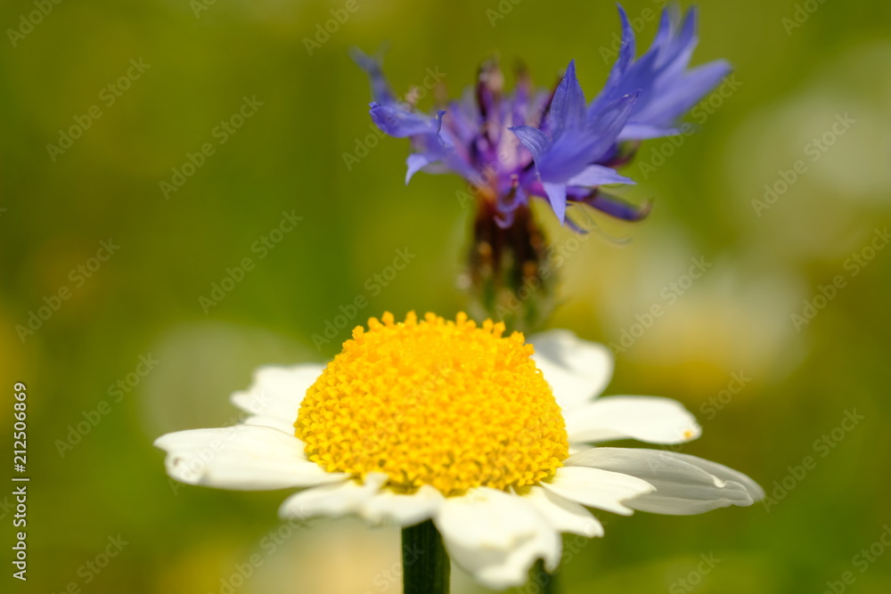 Obraz premium Fioritura Lenticchie