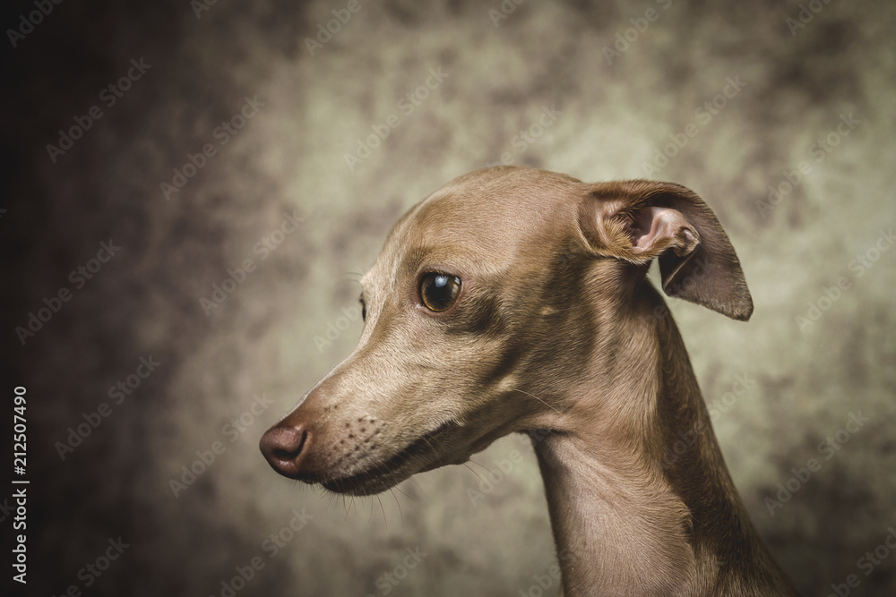 Portrait of little italian greyhound dog Portrait of little italian greyhound dog