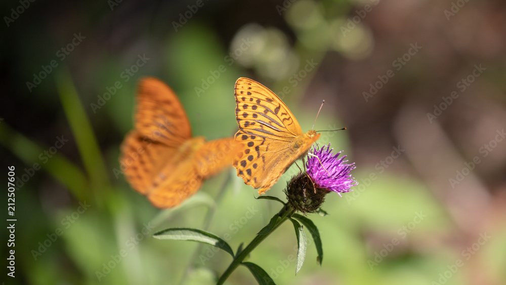 Obraz premium Flower Combat