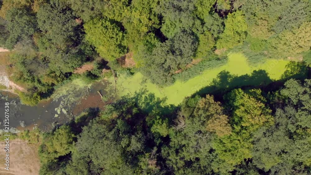 River with green duckweed and algae. River with green duckweed and algae.