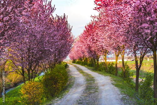 Cherry wild flowers