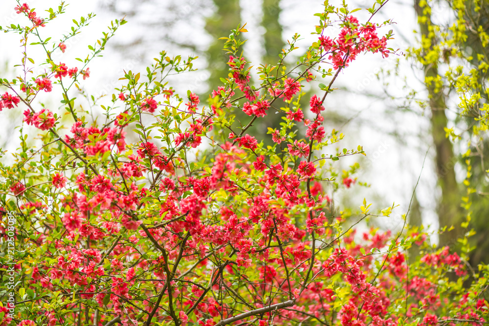 Springtime in the park