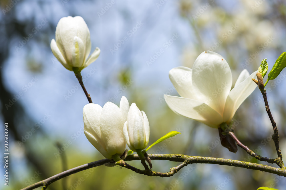 Amazing white magnolia flowers Amazing white magnolia flowers
