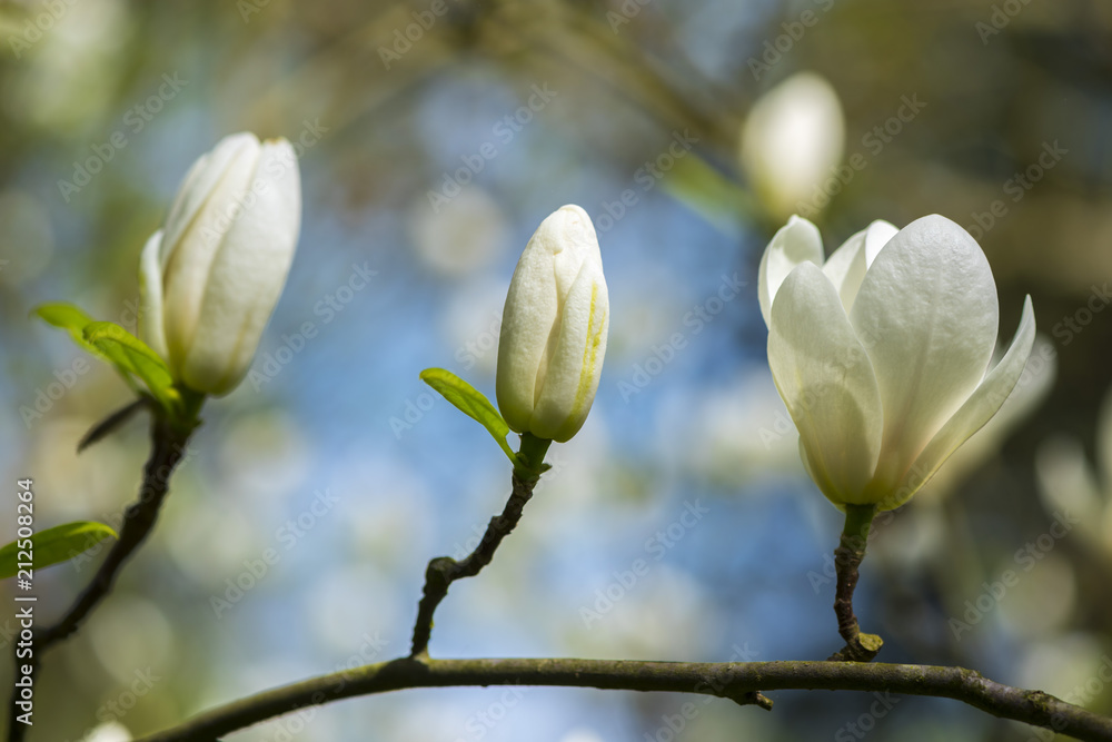 Fototapeta premium Amazing white magnolia flowers