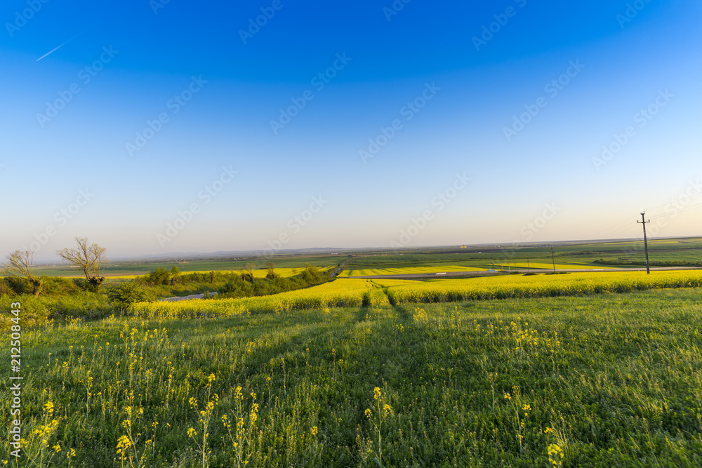 Obraz premium Rape field in the summer