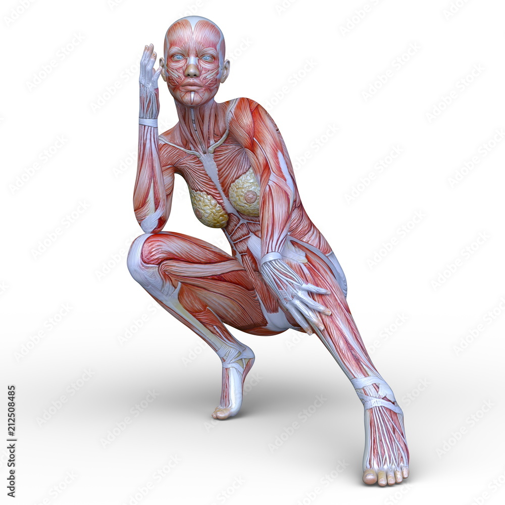 女性人体模型images Browse 27 Stock Photos Vectors And Video Adobe Stock