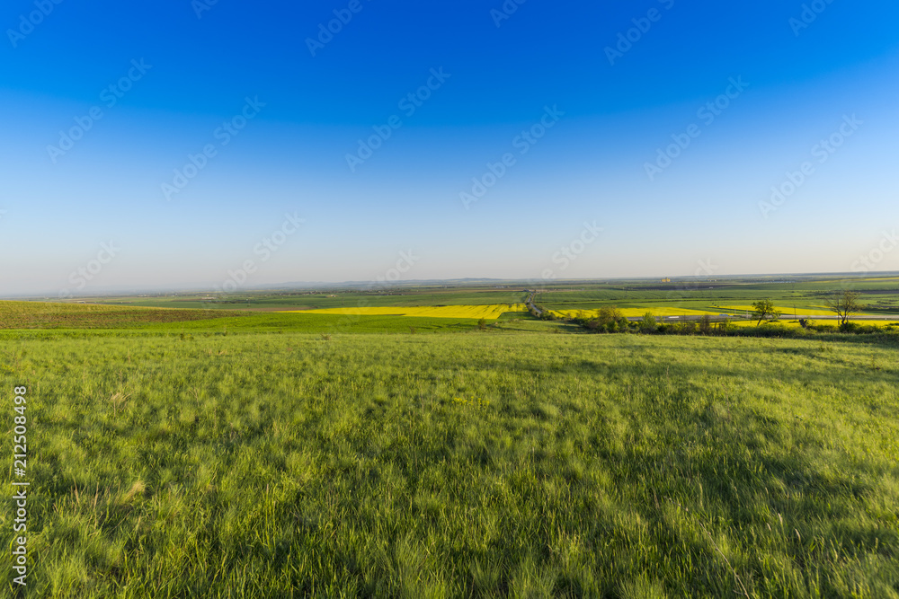 Fototapeta premium Rape field in the springtime
