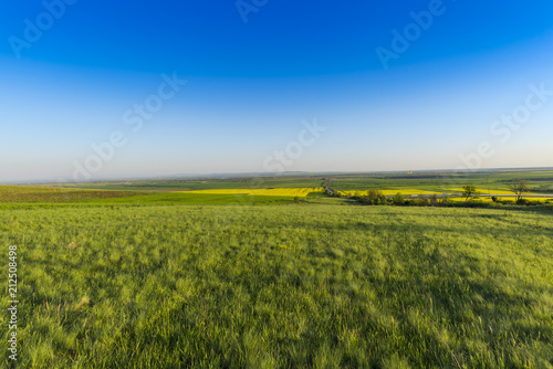 Rape field in the springtime