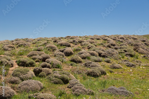 Bild auf Leinwand Astragalus in Hezar Masjed Mountains, Khorasan, Iran