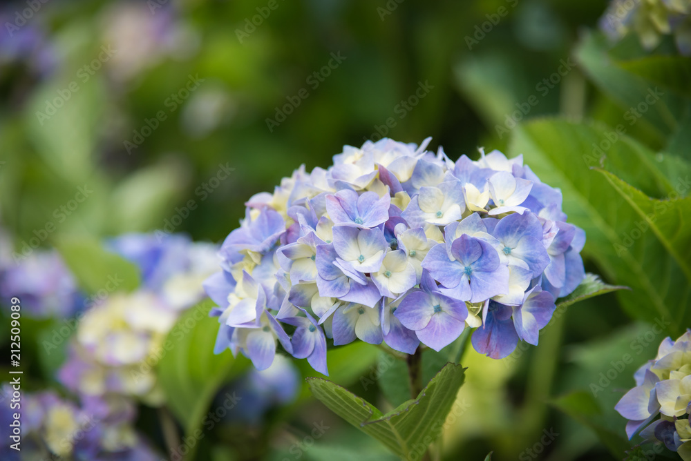 Close-up of flower head of blue hydrangea in bloom with background of green leaves Close-up of flower head of blue hydrangea in bloom with background of green leaves
