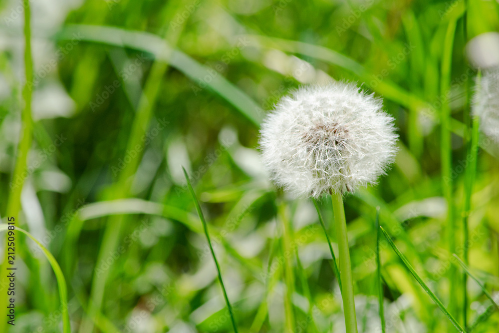 White soft dandelion in the grass White soft dandelion in the grass