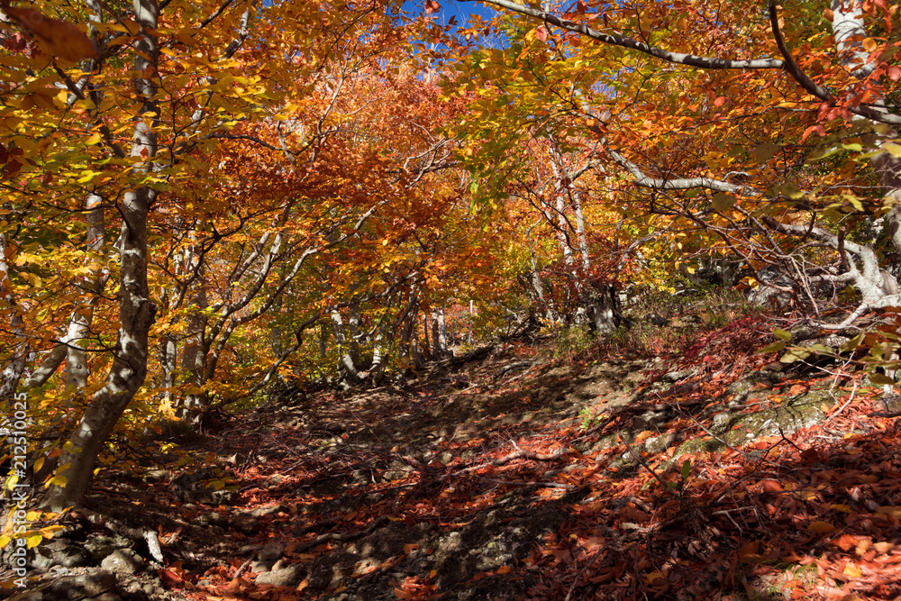 Autumn beech forest. Mountain range Demerdzhi, the Republic of Crimea. Autumn beech forest. Mountain range Demerdzhi, the Republic of Crimea.