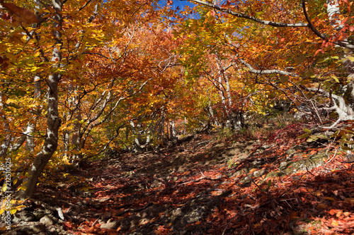 Autumn beech forest. Mountain range Demerdzhi, the Republic of Crimea.