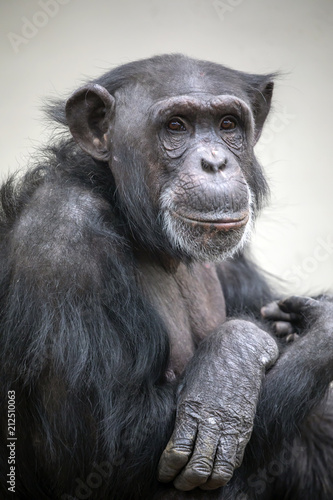 Adult Chimpanzee portrait © Edwin Butter