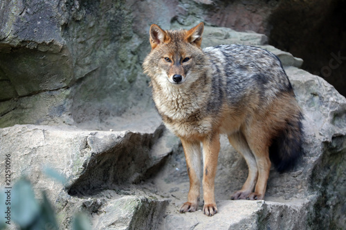 Fotografi Golden jackal